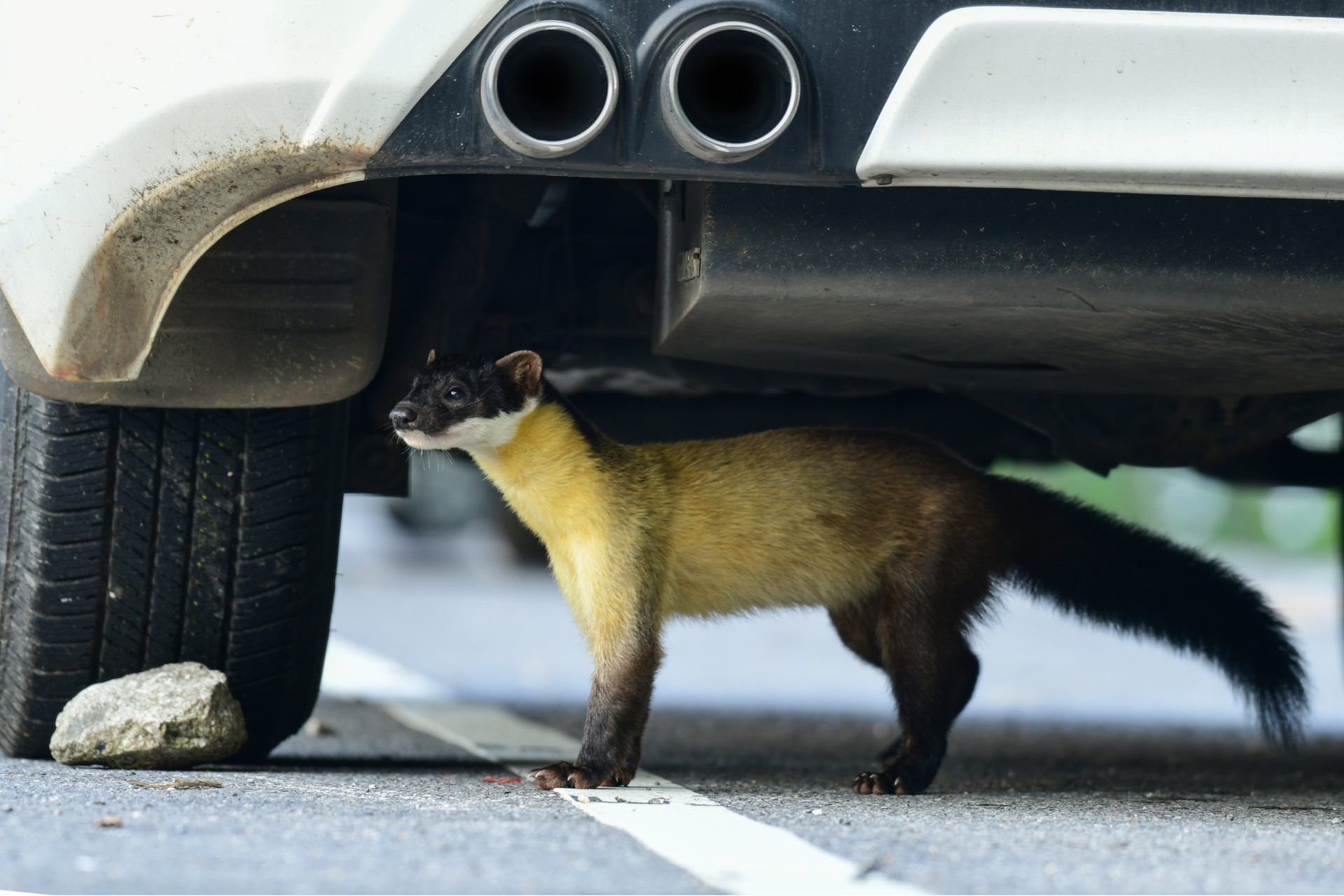 Marderschaden am Auto – jetzt richtig handeln | local.ch