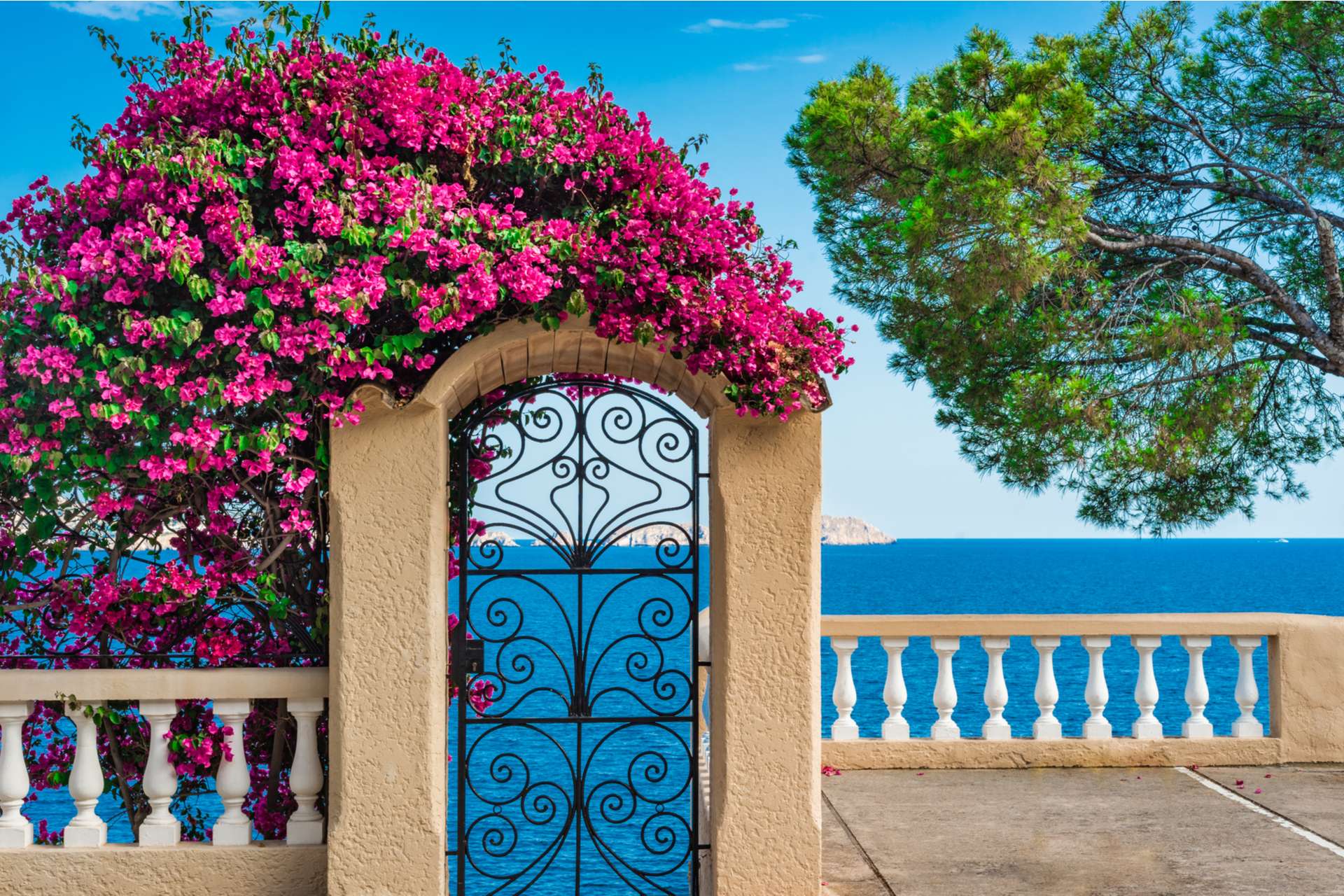 Sie möchten mediterrane Pflanzen in Ihrem Garten?