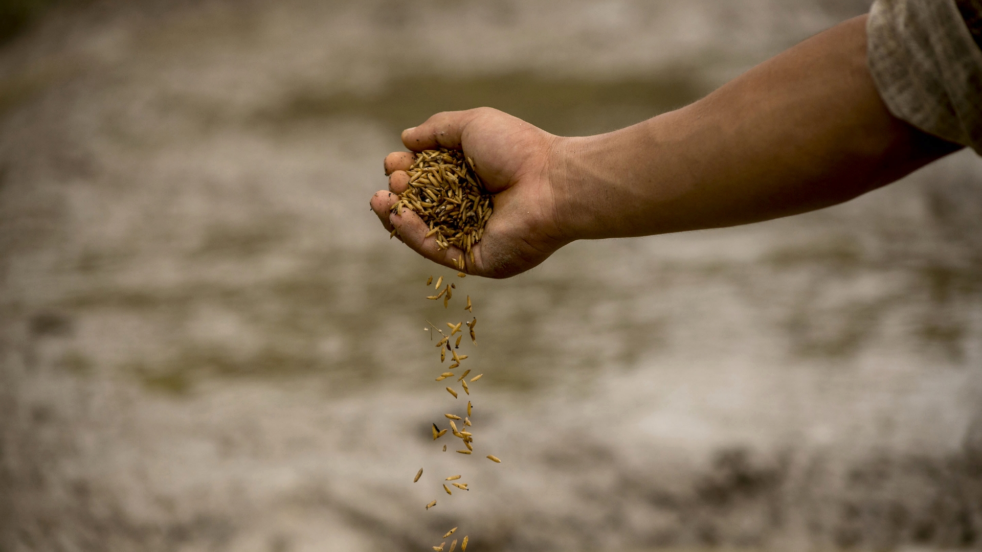 Was sind Ballaststoffe? – Alles andere als Ballast