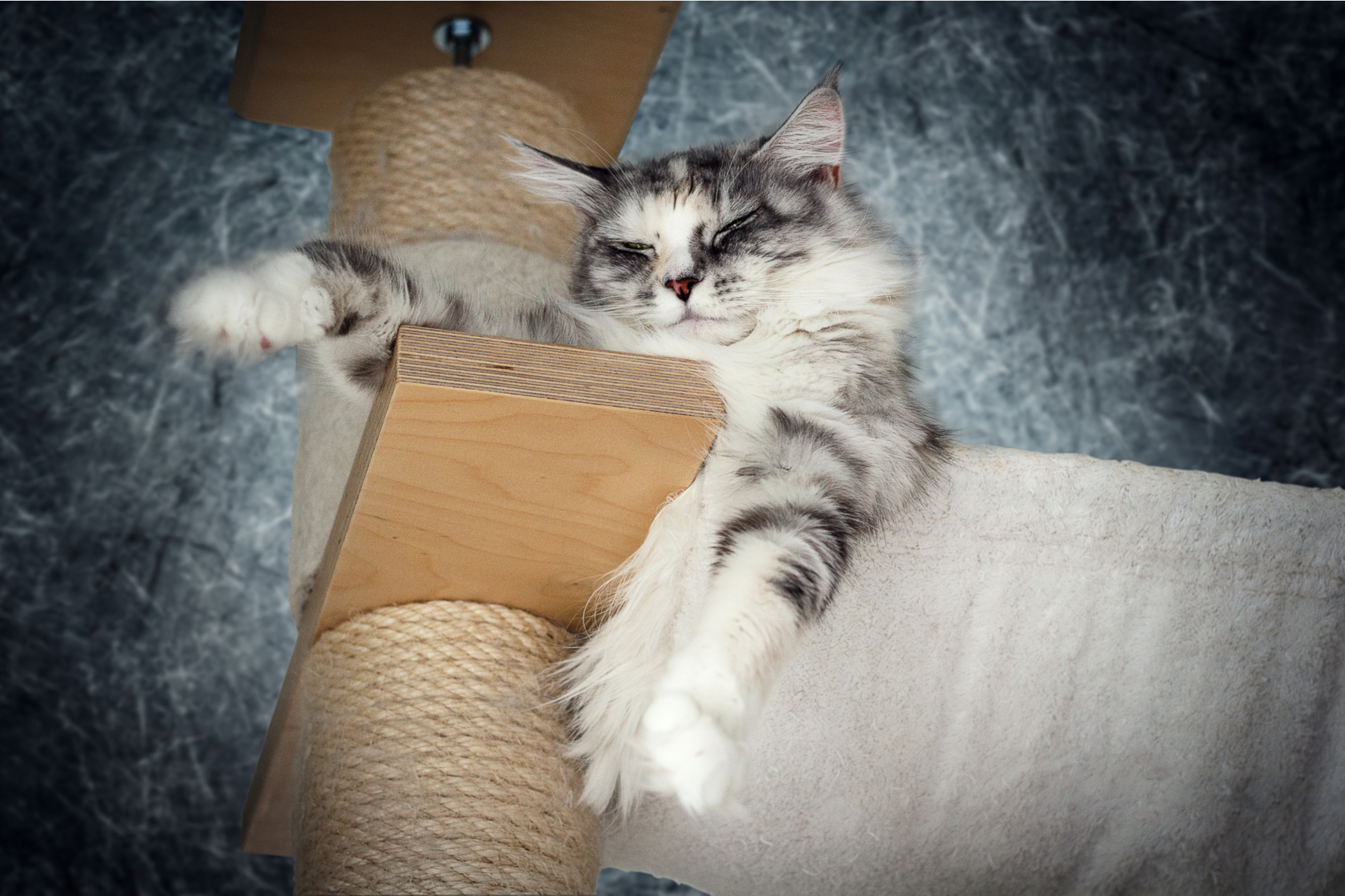 Kratzbaum ist nicht gleich Kratzbaum – was ist zu beachten