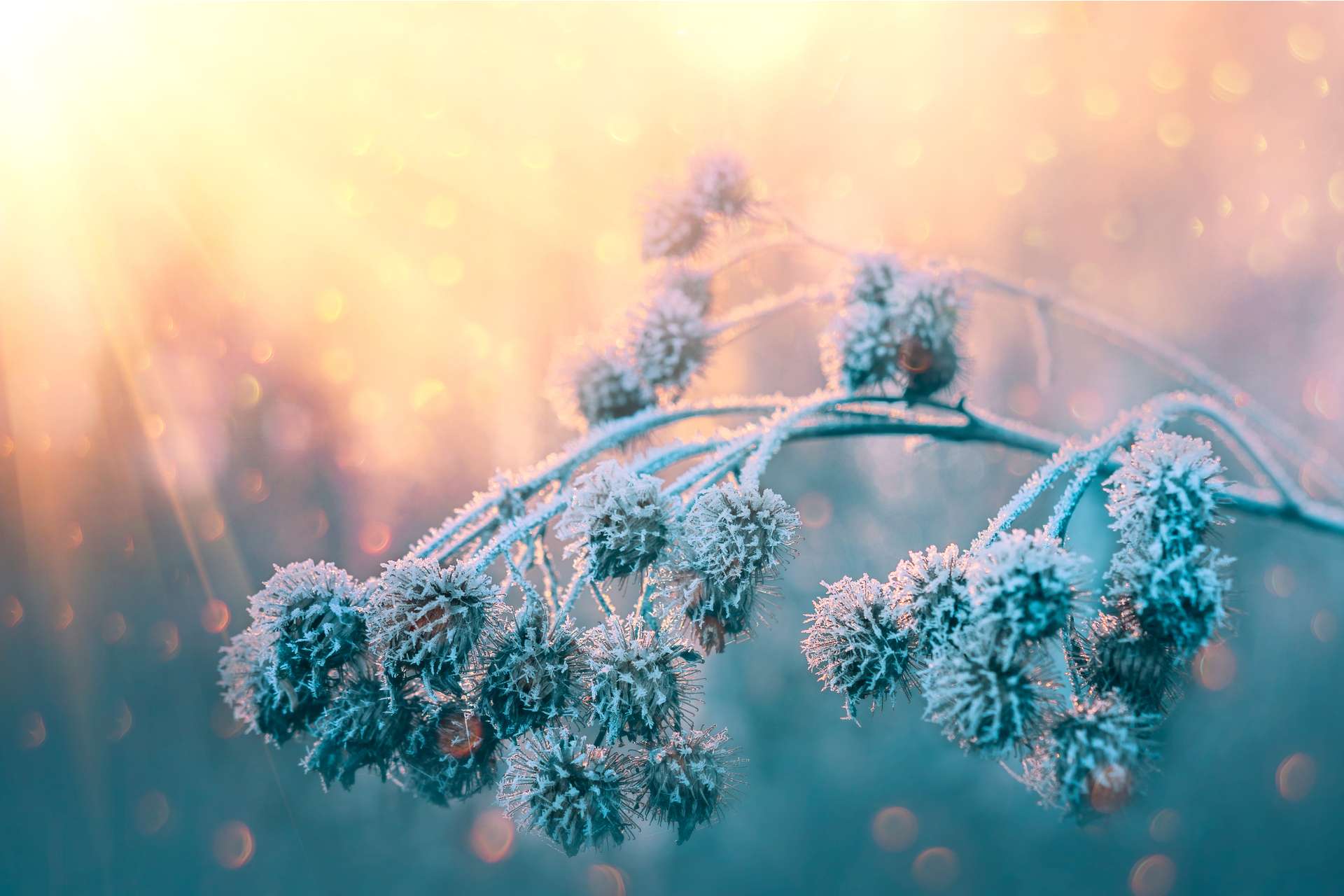 Diese Pflanzen sind winterfest