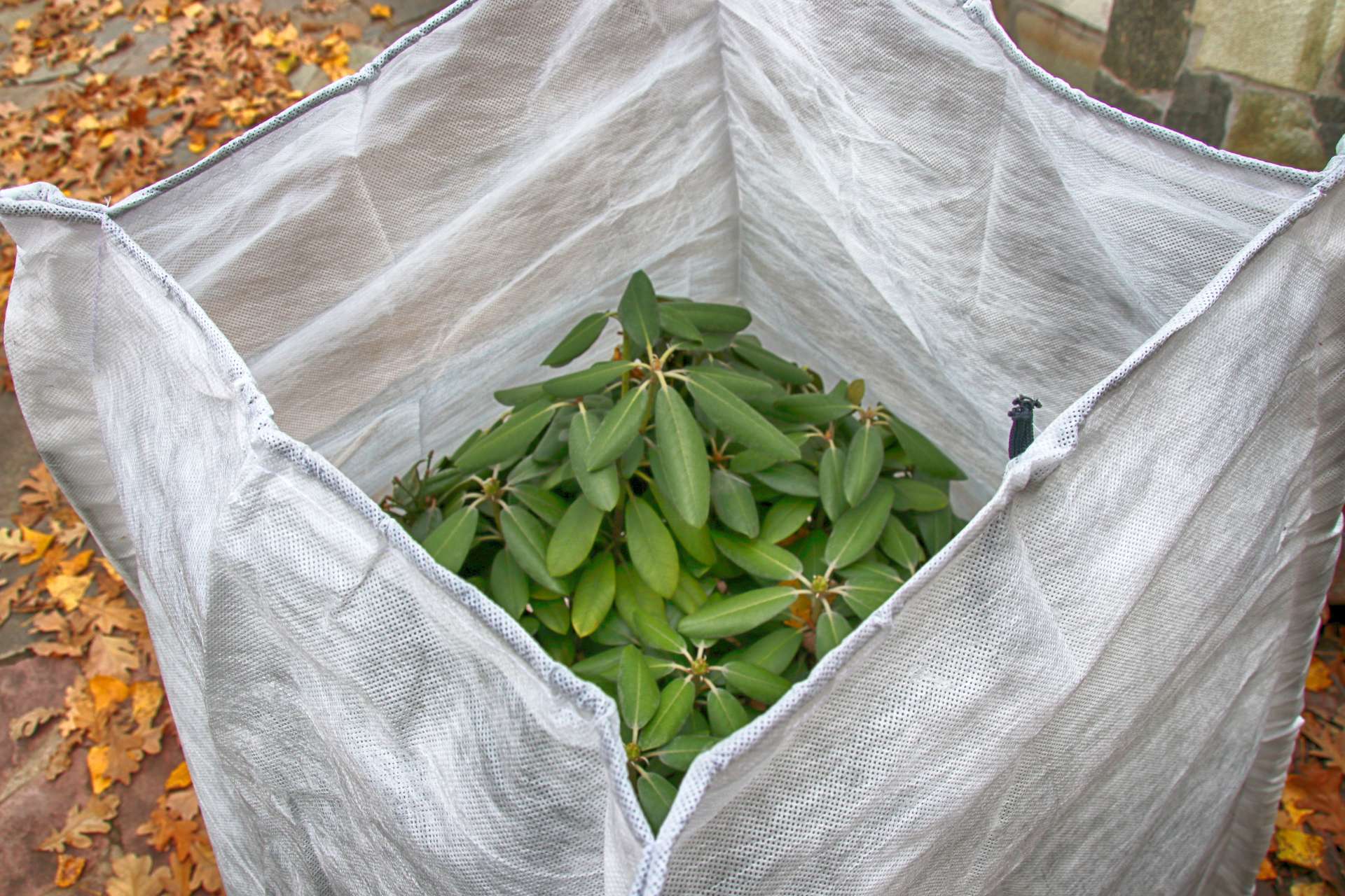 So kannst du deine Pflanzen überwintern