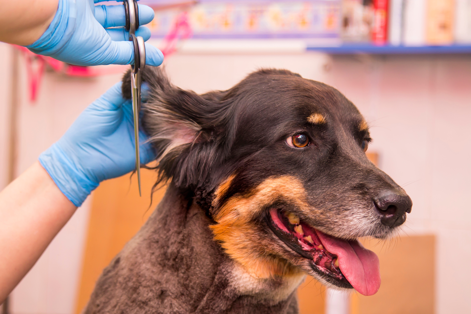 Hund Haare schneiden
