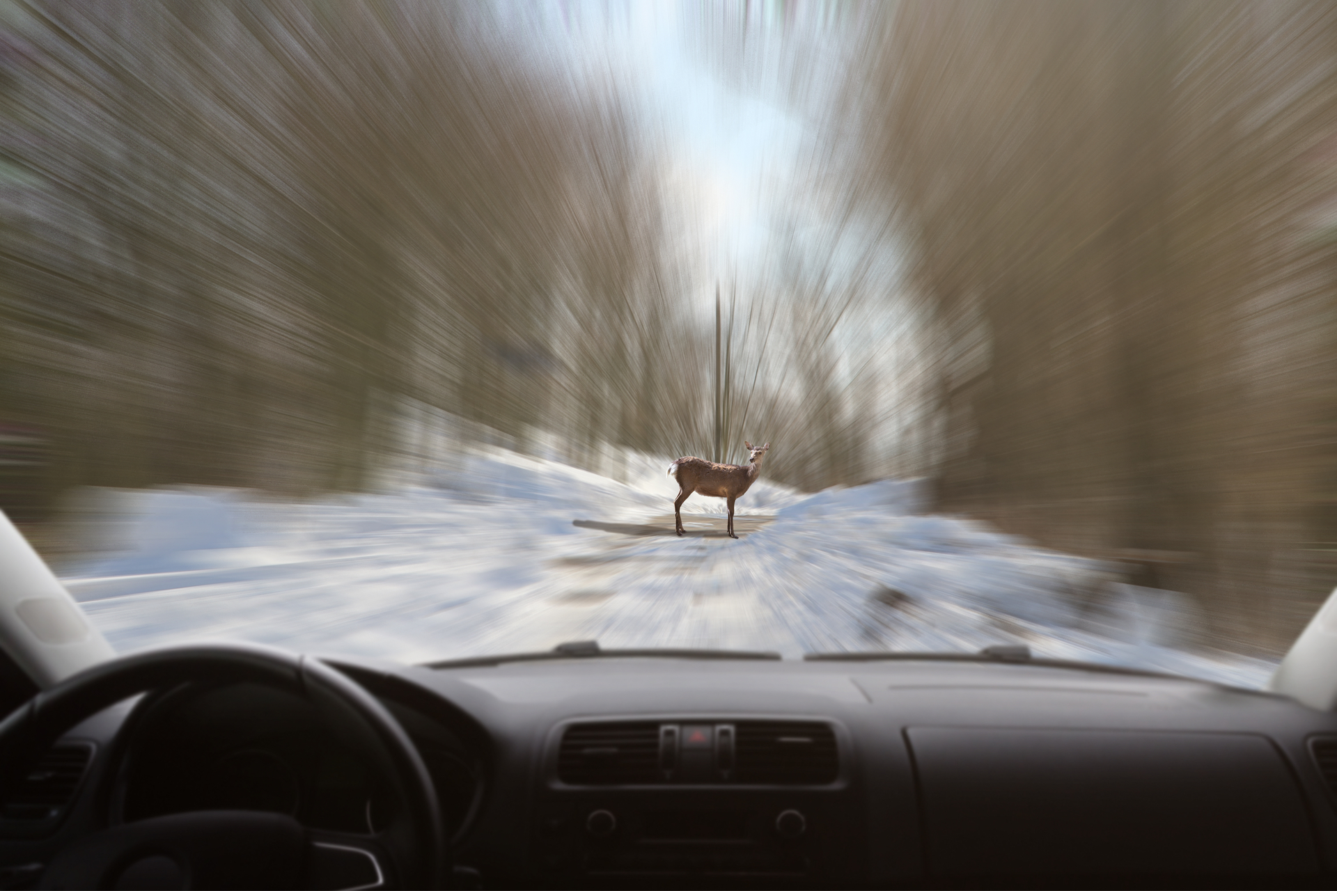 Ein Wildunfall kann schlimm ausgehen
